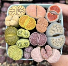 Lotto Di 10 Varietà Differenti Di LITHOPS - PANTE SASSO . 