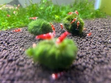 Morimo Moss Ball 2 cm - Aquarium Moss Live Aquarium Plant Aegagropila Linnaei