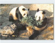 Postcard The Giant Panda