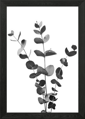 Eukalyptus Zweig Traum 2 gerahmtes Wandbild Poster Leinwanddruck Bild