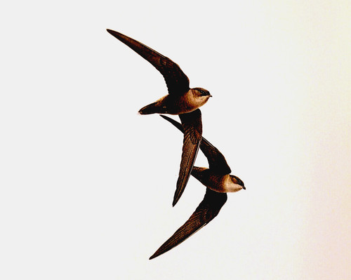 J F Lansdowne Birds Chimney Swift Vintage Art Print Book Plate 36