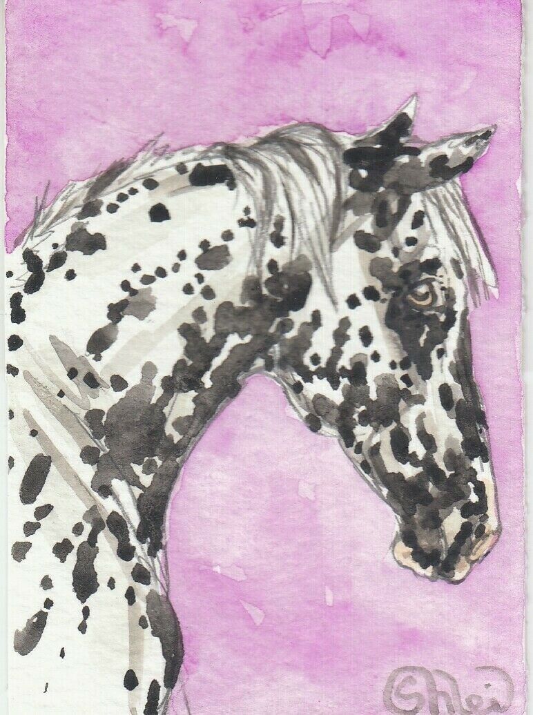 ACEO original Watercolor Art Card Spots he quality assurance Appaloosa Horse Shipping included super