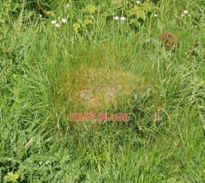 FOTO GELBE WIESE AMEISENNEST PERIVALE HOLZ DIESER GRASBEDECKTE HÜGEL IM BELEUCHTETEN