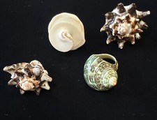 Vintage Natural Seashell Set Of 4 Rings Size 7 10 Multi Color.