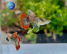 1X Female  Live Aquarium Guppy Fish High Quality - Supper Red Dragon Ribbon Indo