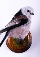 Taxidermy Long-tailed Bushtit Wall mount Bird Real Stuffed Animal Hunt Lodge