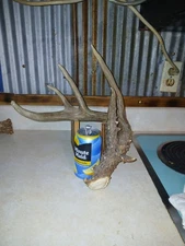 69" Chocolate Canadian Antler