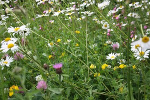 Garden Perennial Seeds For Clay Soils Summer Flowering Uk Native Wild Flowers Ebay