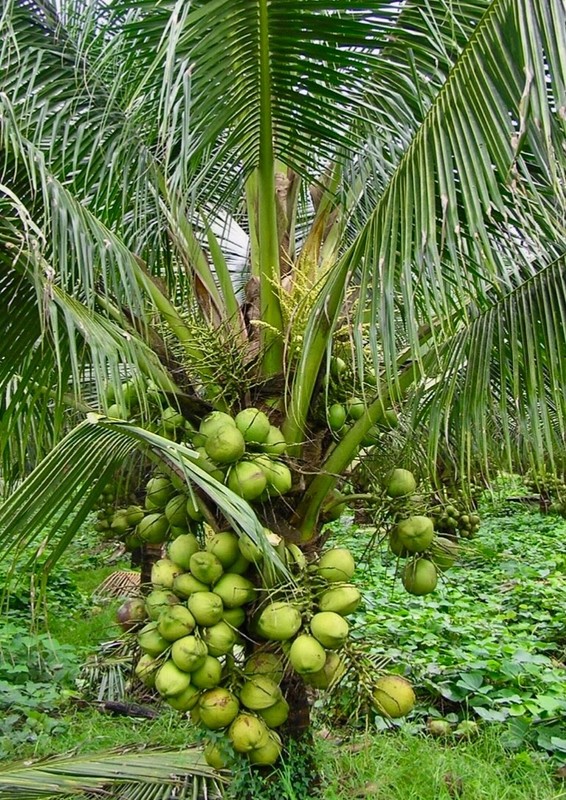 Dwarf Green Malayan seeds Organic Coconut seed sprouted
