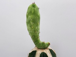 Latinnameus notallowedii TBMV Variegated Grafted