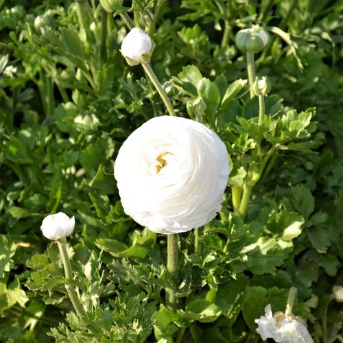 Easy to Grow Bulbs Ranunculus Buttercup Bulbs - Thumbnail 2