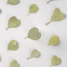 12PCS Real Pressed Dried heart shape leaves for art, light green color FSS87