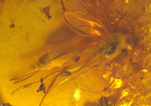 Female Ichneumon Wasp with Throscid Beetle in Baltic Amber Fossil Gemstone - Picture 2 of 11