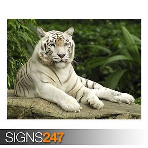 Photo Poster Print Art * All Sizes 3773 Animal Poster WHITE TIGER SINGAPORE