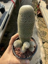 Multi heads Mammillaria huitzilopochtii Succu...