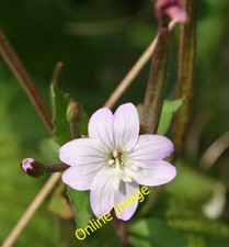 Photo 6x4 Willowherb (Epilobium sp) Brightons I have to admit to not know c2013