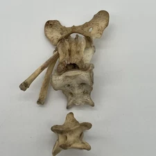 Coyote Atlas???  Bones With Vertebrae For Crafting Jewelery Curio Fast Shipping!