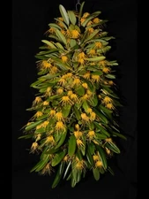 Orchid Species Bulbophyllum vaginatum ‘Joyce’