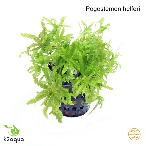 Pogostemon helferi Live Aquarium Plant Shrimp Safe Co2 Scape Tank