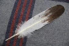 Native American Immature Golden Eagle hand-painted feather
