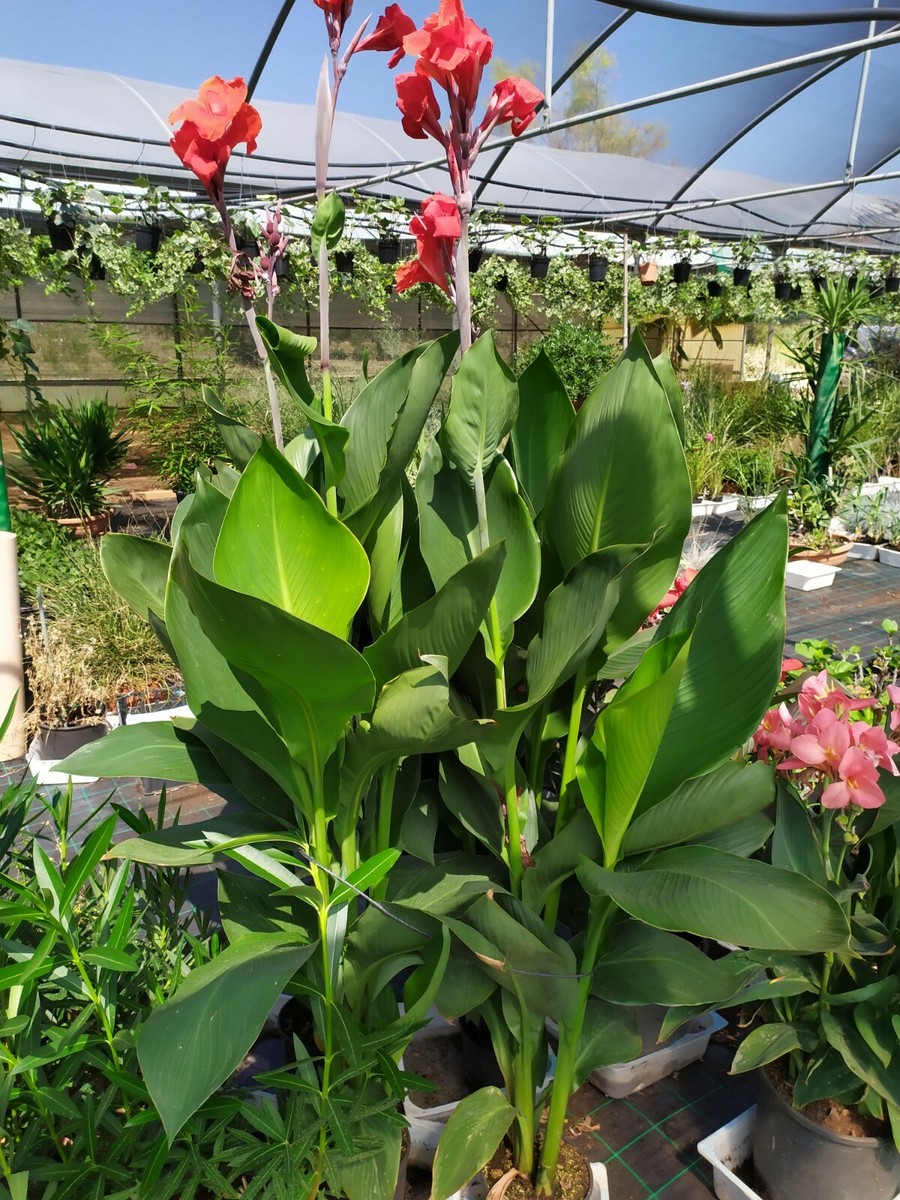 Bulbi Per Canna Indica Bulbi Canna Indica Gigante - Piante Da - Foto 3