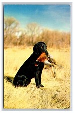 Black Labrador Retriever With Pheasant, Hunting, Animal Postcard