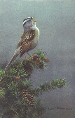 Robert Bateman White Crowned Sparrow In Douglas Fir