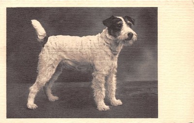 747706) Nice Animal Dogs Postcard Look!!!