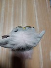 VTG 1998 First Gen Leopard Furby 70-800 Gray & Pink w/Black Spots- NOT WORKING — photo 5