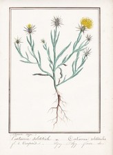 Sonnenwend-Flockenblume Giallo Star-Thistle Botanica Fiore Disegno Aquarell 1830