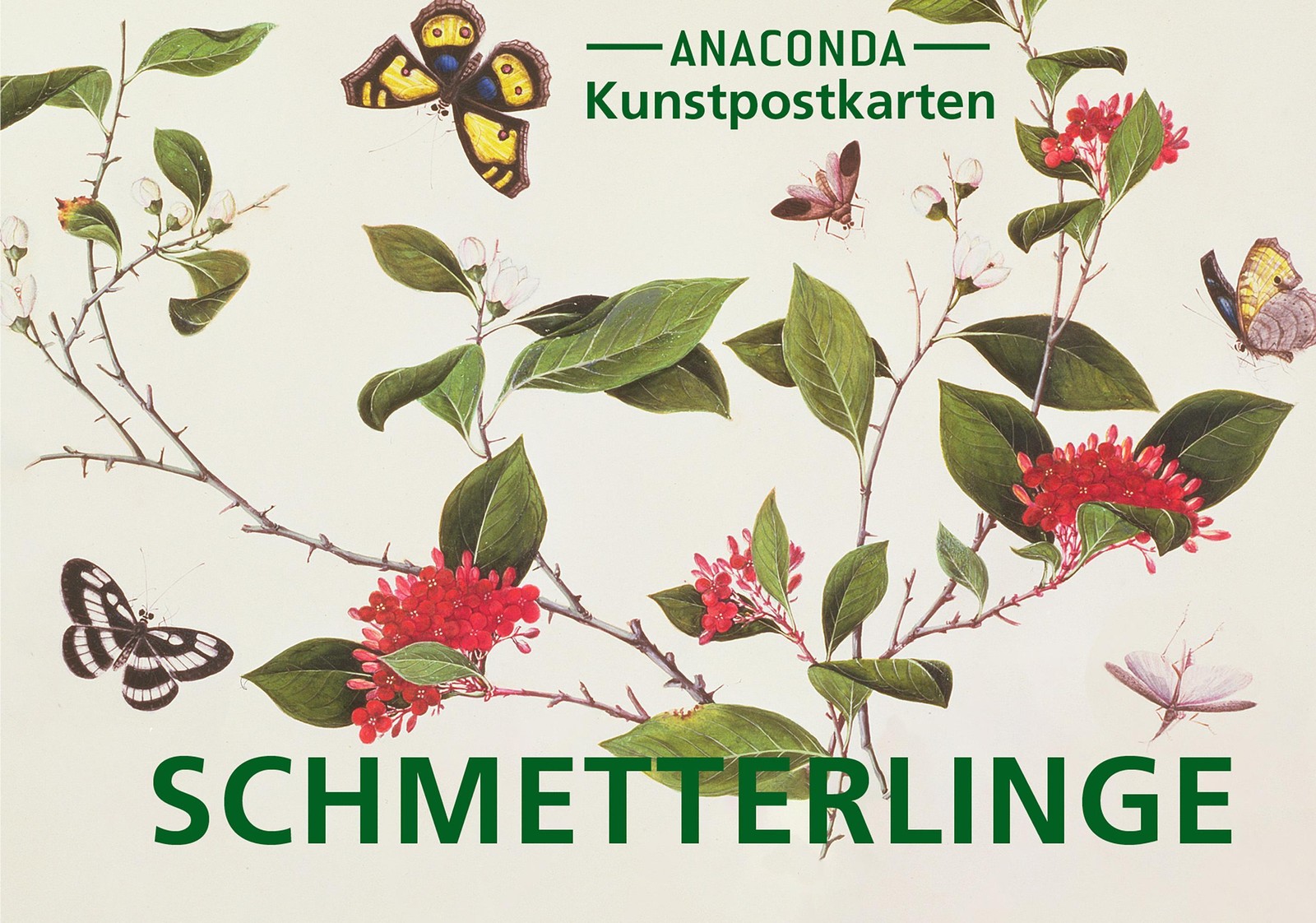 Postkarten-Set Schmetterlinge - Taschenbuch - Bild 3