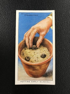 1938 Wills's Garden Hints #25 Potting Early Gladioli