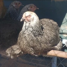 6 Brahma  Chicken Fertilize  Hitching eggs