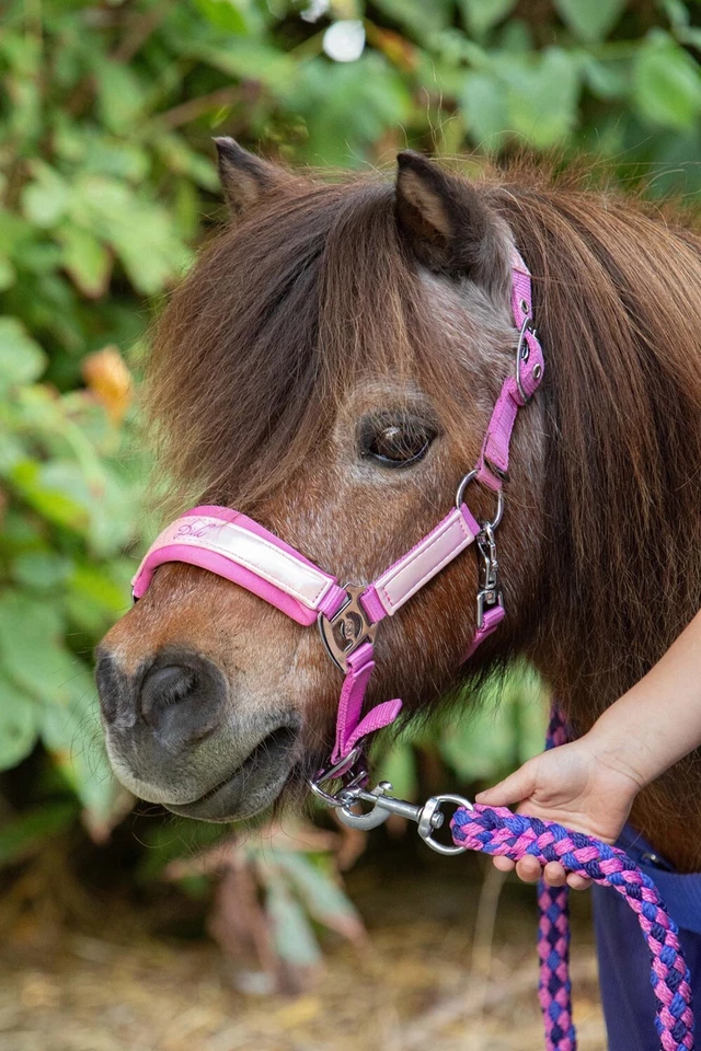 Harrys Horse Halfterset Diva Violet cyclamen rosa pink - Bild 3 von 3