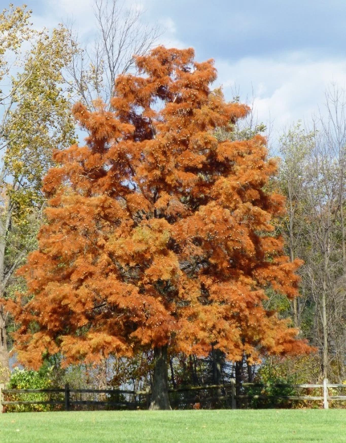 Juego 2 Cipreses Calvos - 12-16" de Alto - Sin Maceta - Taxodium Distichum Tree Foto 2 de 4