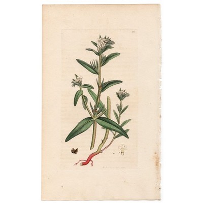 Antique 1793 Sowerby English Botany handcolored engraving 123 Corn Gromwell