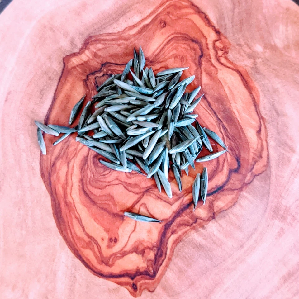 Fargesia yuanjiangensis (Borinda) Golden Umbrella Clumping Bamboo 15 Plant SEEDS - Image 2 of 2