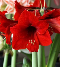 Amaryllis RED LION 2.5'' in diameter One Bulb Only