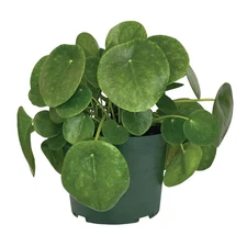 Pilea Indoor Live Plant (8 to 15 In. Tall) in 6 In. Grower Pot