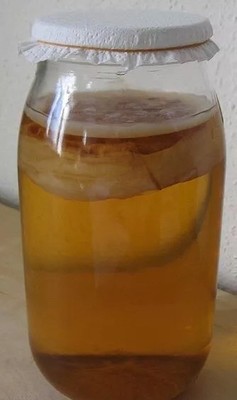 2 Organic Raw Probiotics Kombucha Scoby Live Culture Mushroom Starter Kit Detox