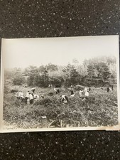 Harvesting Spagnum Moss Oregon Early 1900?s Vintage Photo