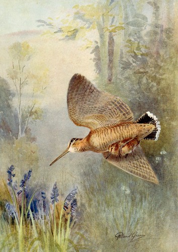 WOODCOCK BEAUTIFUL BIRD GREETING NOTE CARD - 第 1/1 張圖片