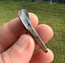 TALL HOLLOW ROOT PALEOLAMA INCISOR TOOTH MAMMAL FOSSIL TEETH JAW ICE AGE LLAMA