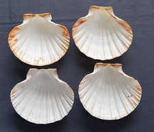 4 Large Natural SCALLOP SEASHELL LOT 5 1/4" For Baking, Crafts, Nautical Decor