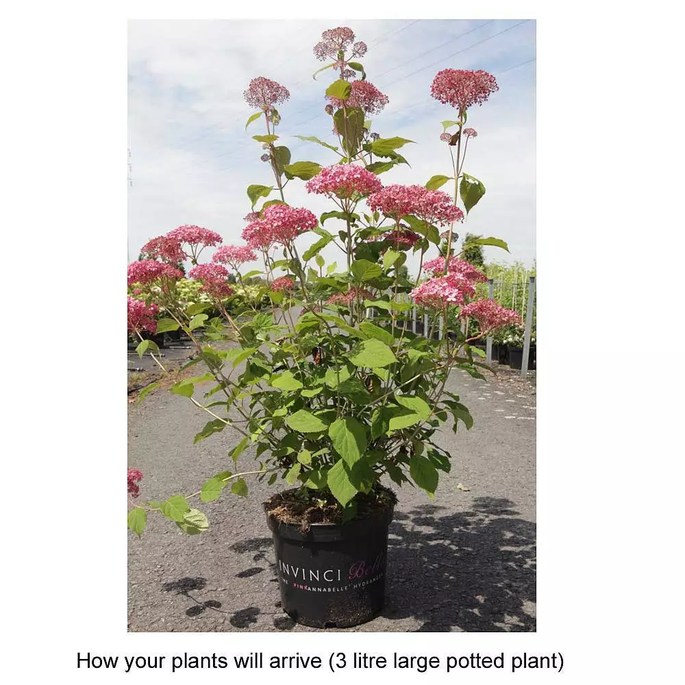 Hydrangea 2024 pink annabelle