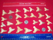 1 Fossil Otodus shark tooth