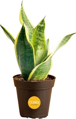 Costa Farms Snake Plant, Small Live (8-12 Inches Tall), Indoor Grow Pot 