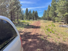 TWO Adjoining California Land Parcels - 1.86 Acres - With Tall Trees & Level!