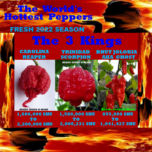 COMBO PACK 3 KINGS - Carolina Reaper HB22a - Trinidad Scorpion & Ghost Pepper - Picture 1 of 4