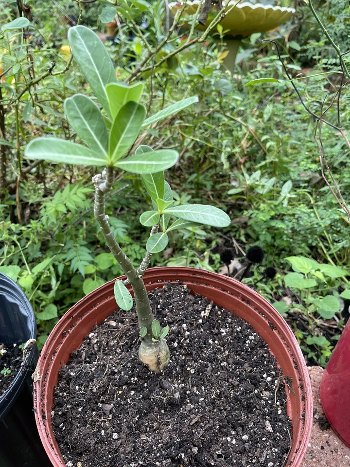 Red Pink Adenium Obesum (10) Seeds with Tracking~Flower As Pictured - Image 3 of 3